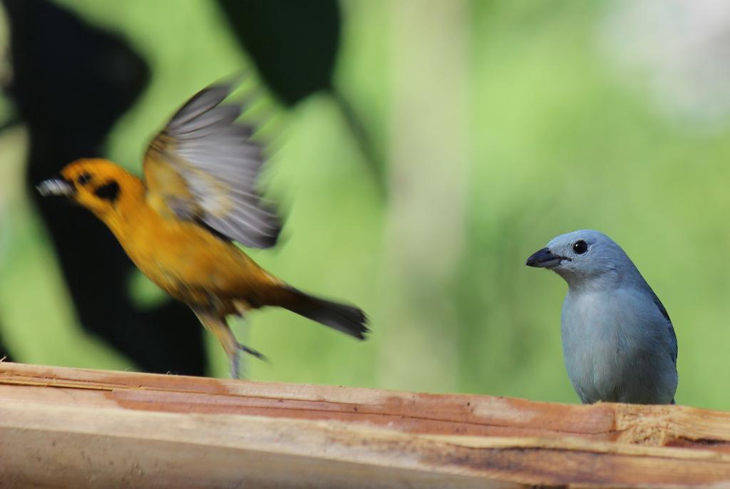 Saguamby Mindo Lodge エクステリア 写真