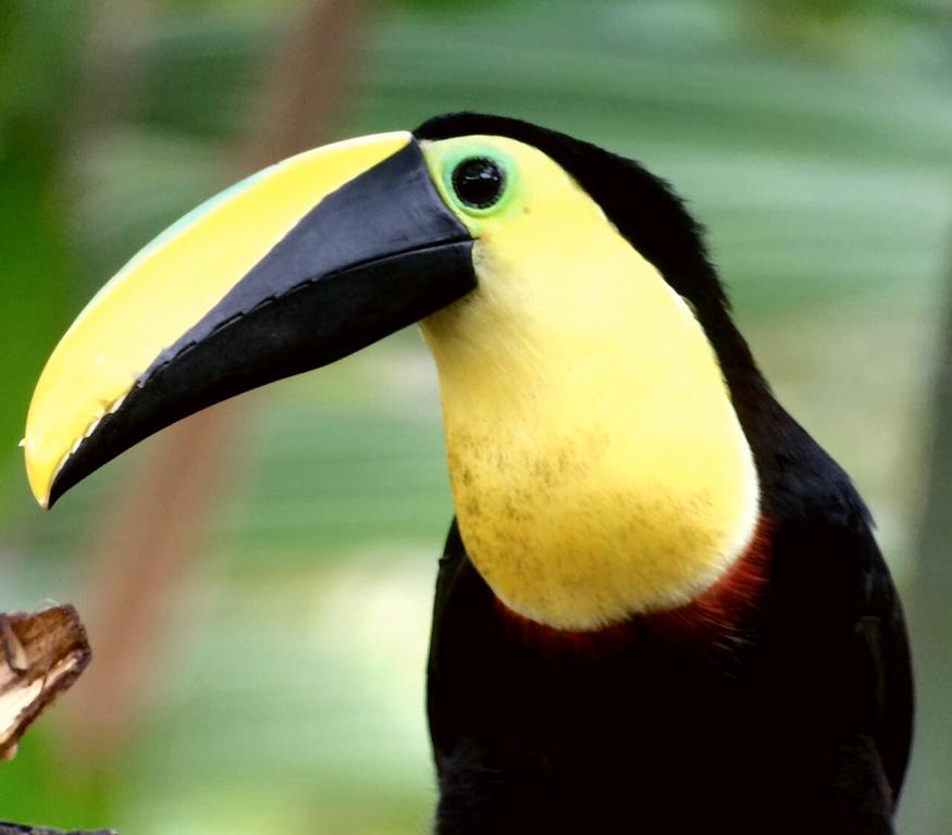Saguamby Mindo Lodge エクステリア 写真